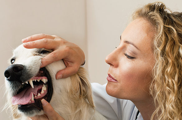 Make Sense of Doggy Dental Care