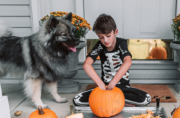 4 Tips to Celebrate Halloween with Your Pet