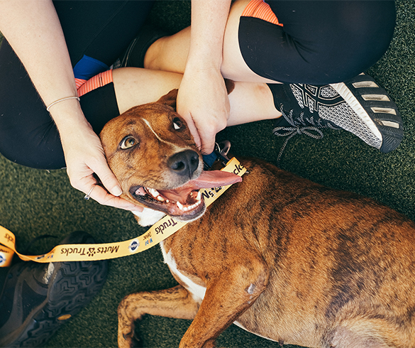 4 Ways Pets Improve Overall Well-Being - 15003