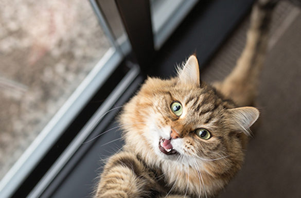 4 Ways to Help Transition Pets to Post-Quarantine Routines