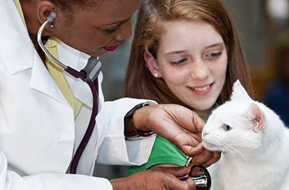 Get Curious About Your Cat\’s Health