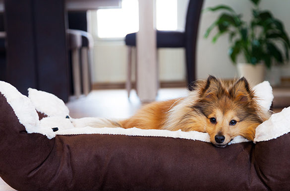 4 Ways to Refresh Your Pet\’s Routines