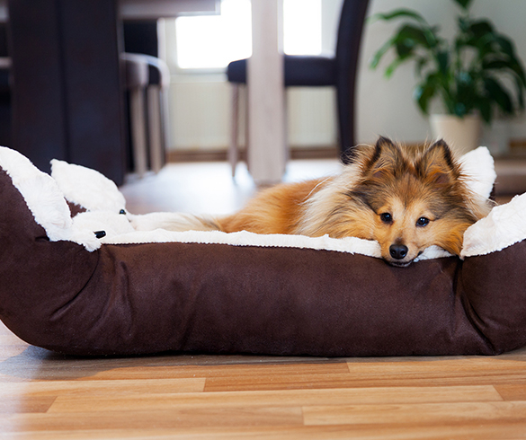 4 Ways to Refresh Your Pet's Routines - 15707