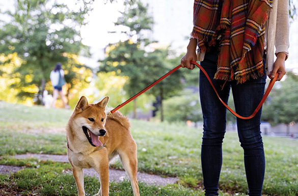 Pet Health Tips for an On-the-Go Lifestyle