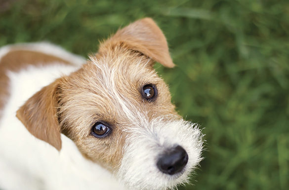 4 Tips to Prepare a Pet-Friendly Fire Safety Plan