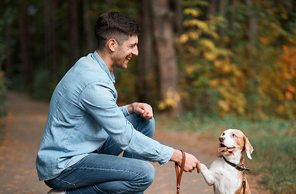 4 Tips to Train Your Pet