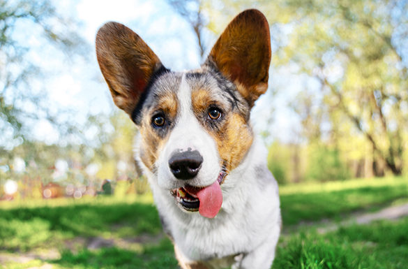 4 Qualities of a Pet-Friendly City