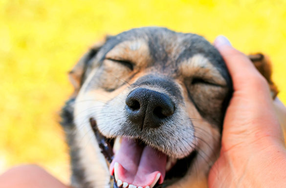 4 Tips for Working from Home with Your Pet