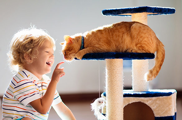 4 Ways to Help Your New Cat Adapt to Your Home