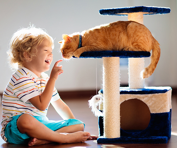 4 Ways to Help Your New Cat Adapt to Your Home - 15426
