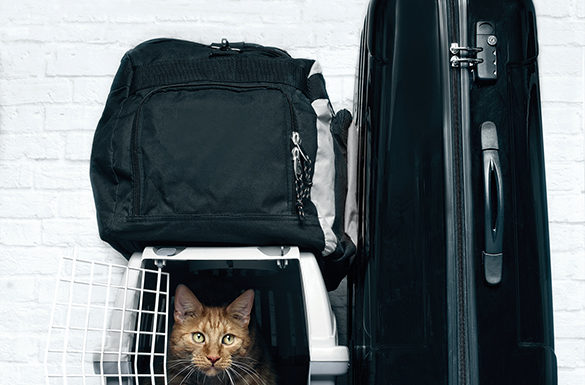 Emergency Preparedness Tips to Help Ensure Pet Safety