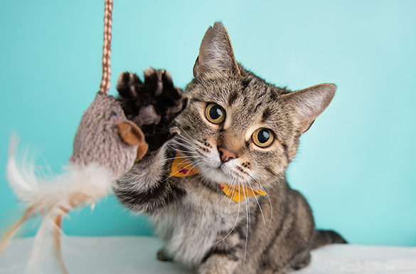 5 Ways to Give Your Furry Friend a Little Extra Love