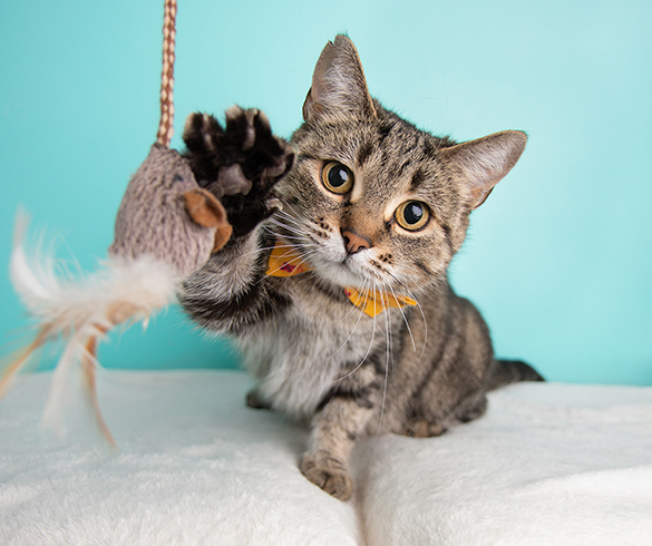 5 Ways to Give Your Furry Friend a Little Extra Love - 15436