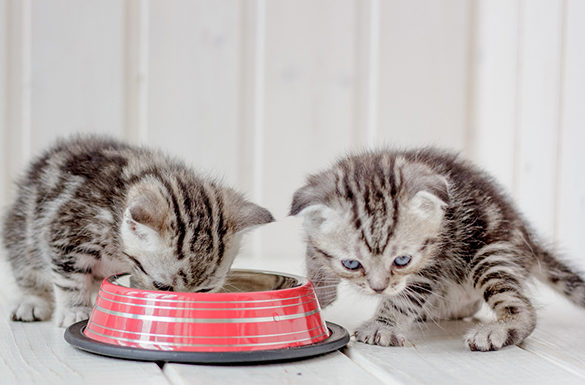 5 Ways to Keep Your Cat Happy and Healthy