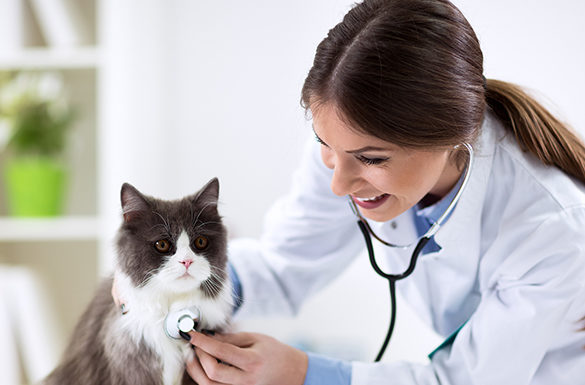 4 Tips for Keeping Your Pet\’s Coat Healthy