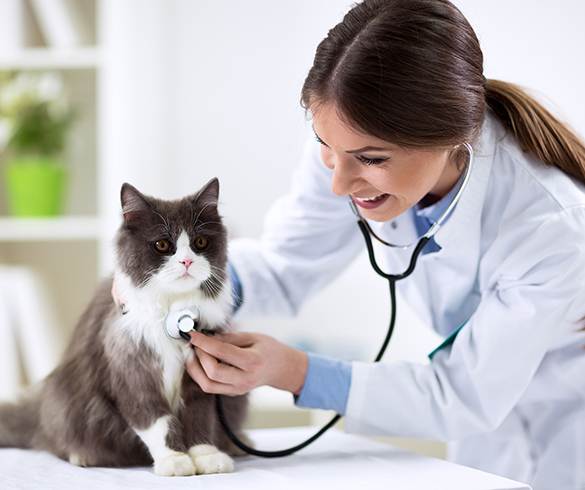 4 Tips for Keeping Your Pet's Coat Healthy - 15427