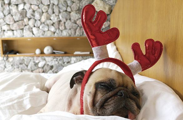 Create a Pet-Friendly Home This Holiday Season