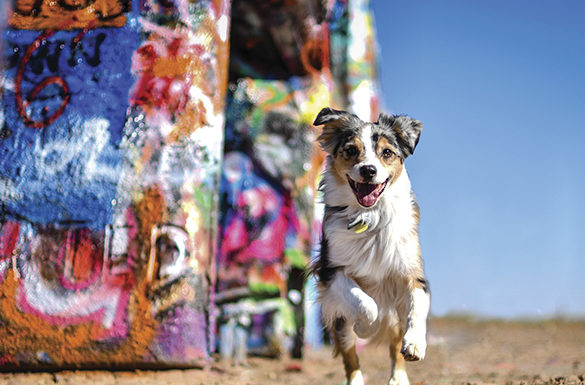 Dietary Solutions for Pets