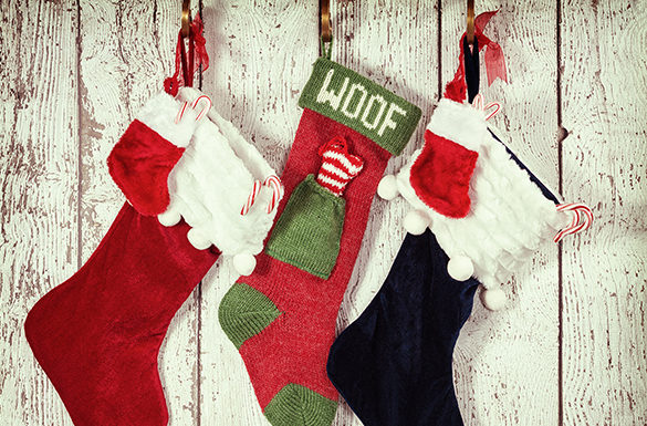 4 Ways to Celebrate the Holidays with Your Pets