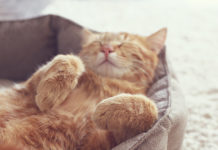 5 Ways to Give Your Cat a Purr-fect Life