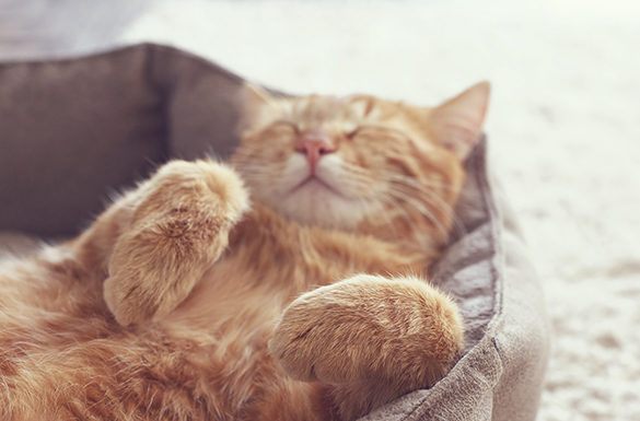 5 Ways to Give Your Cat a Purr-fect Life