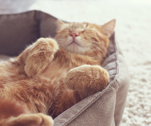 5 Ways to Give Your Cat a Purr-fect Life - 15814