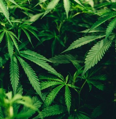 Is This the Next Big Thing in CBD?