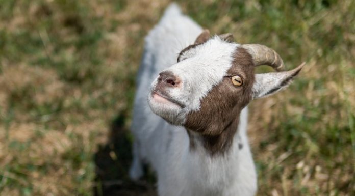 How to Save a Sanctuary