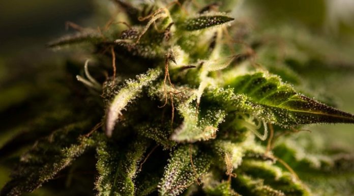 What Is the Endocannabinoid System?