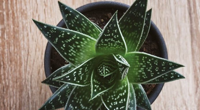 Mother Nature’s Air Purifiers