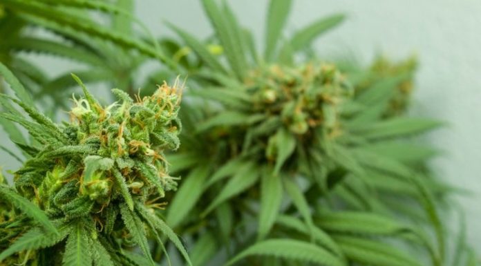 Between Hope and Opportunity