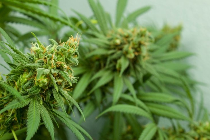 Between Hope and Opportunity