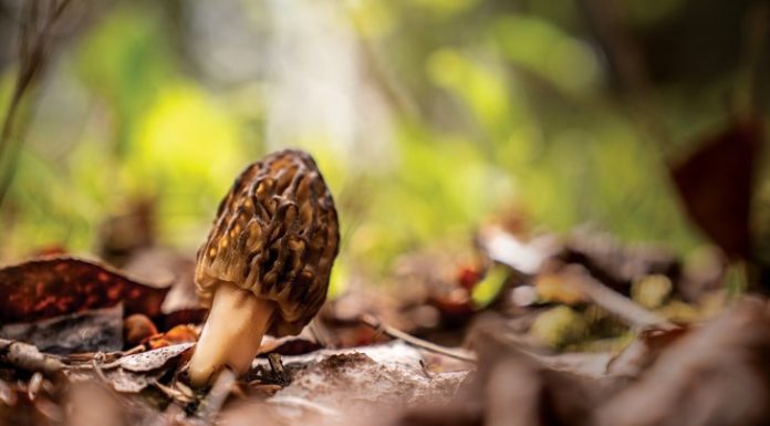 The Secret Life of Fungi