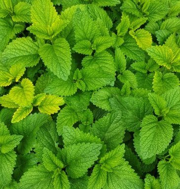 Rewilding Urban Spaces