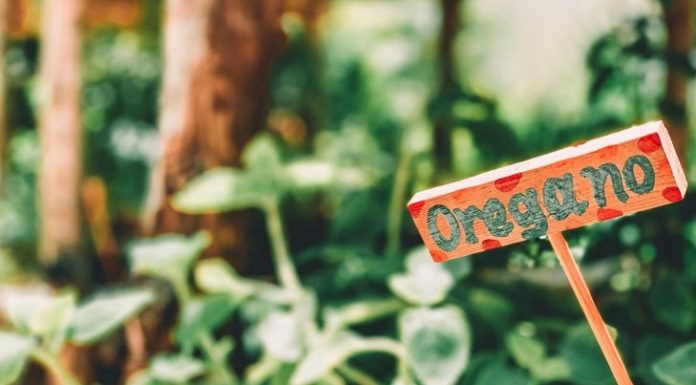 The Cold, The Flu, and The Gut