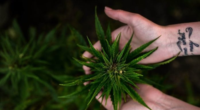 Cannabis In Cancer Treatment