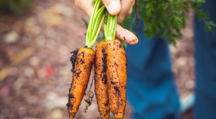 City Farmers Chat and Chew
