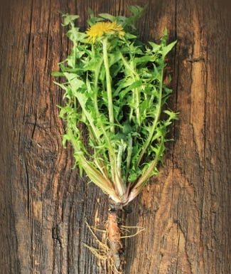 How to Roast Dandelion Roots