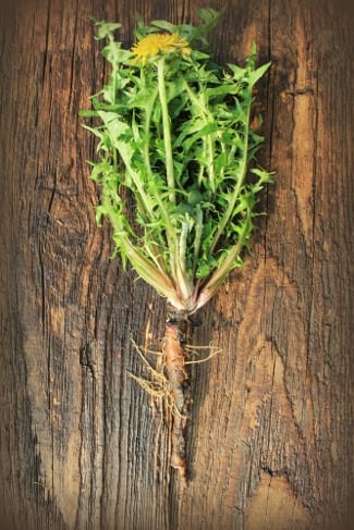 How to Roast Dandelion Roots