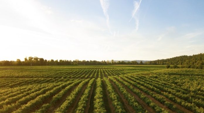 COVID-19 and Canada’s Food System