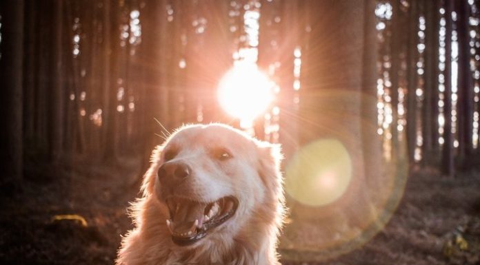 How Have You Stayed Healthy and Treated Yourself During COVID-19?