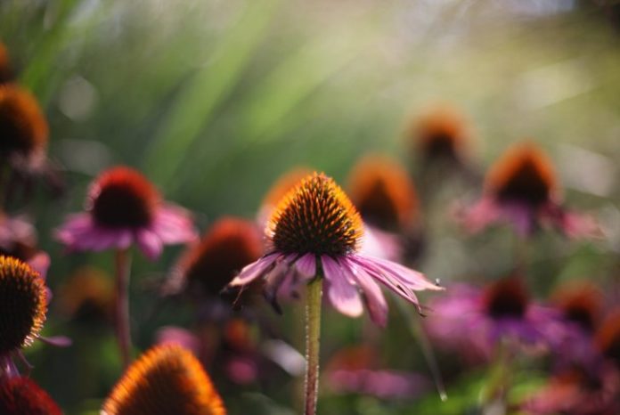 Echinacea.jpg
