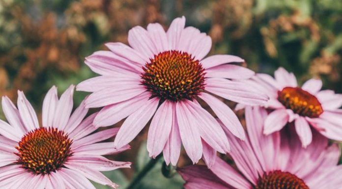 Optimize Your Family’s Health