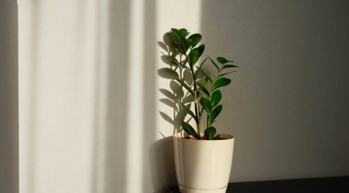 Indoor Plants: A Breath of Fresh Air