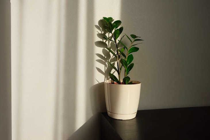 Indoor Plants: A Breath of Fresh Air
