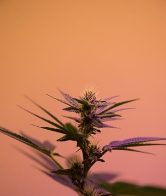 Cannabis For Mental Health