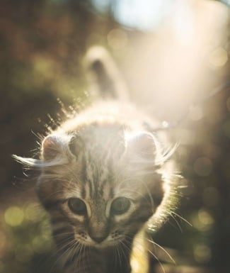 5 Tips to Keep Your Pets Green and Happy