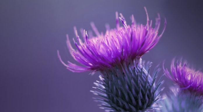 Detoxification For The Whole Person