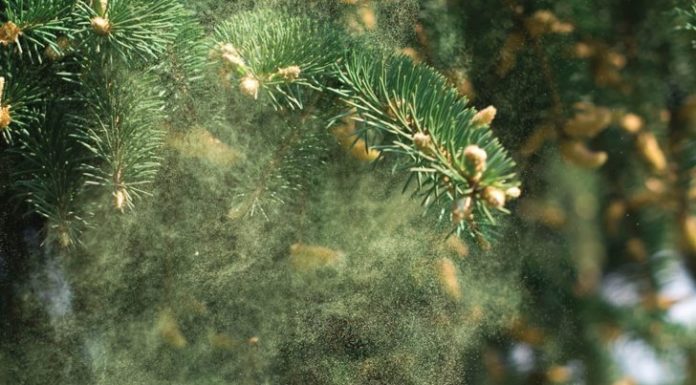 All-Season Thrive Guide