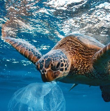 What’s in alive: The Eco Issue